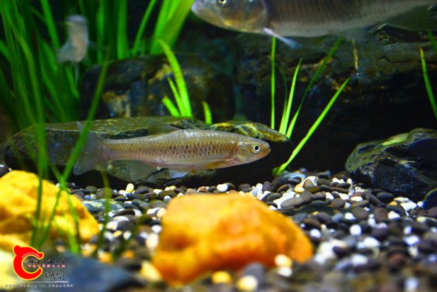 DSC_2365.JPG
