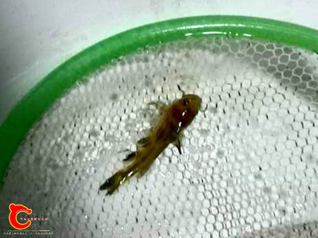 这鱼大概3到4公分长，比蝌蚪大不了多少。