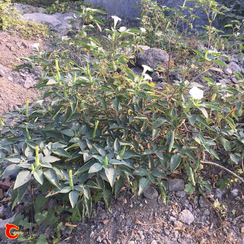 144151y1bztp15titm15ht.jpg