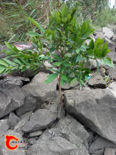 独长的一棵水榕树