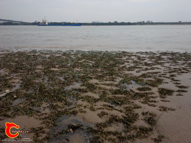 河滩上水草