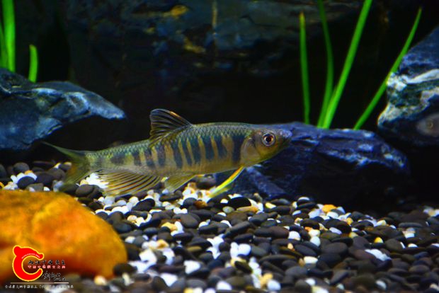 DSC_2331.JPG