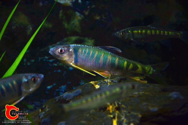 DSC_2380.JPG