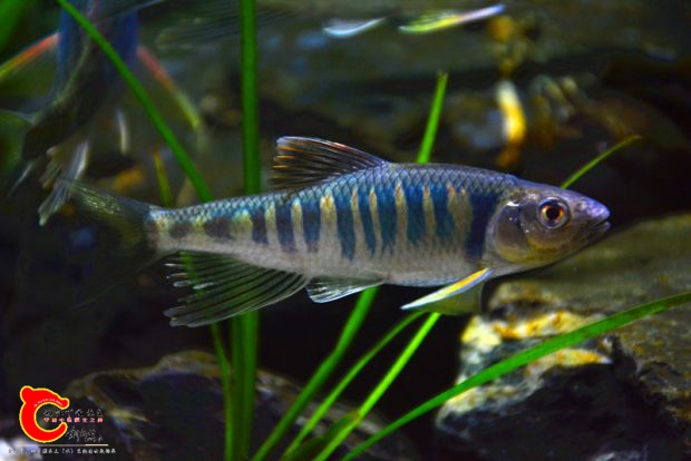 DSC_2462.JPG