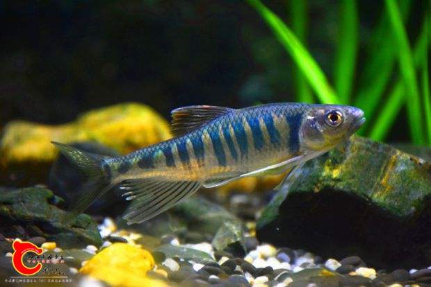 DSC_2465.JPG