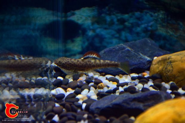 DSC_2469.JPG