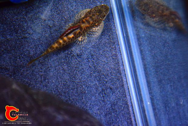DSC_2484.JPG
