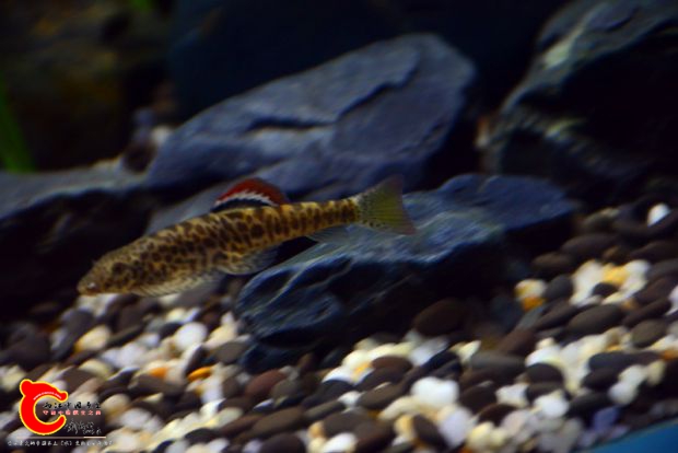 DSC_2486.JPG