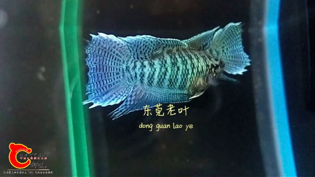 S61014-21294579_mh1476453094888.jpg