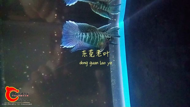 S61014-213314_mh1476452941558.jpg