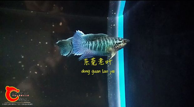 S61014-21333570_mh1476452855185.jpg