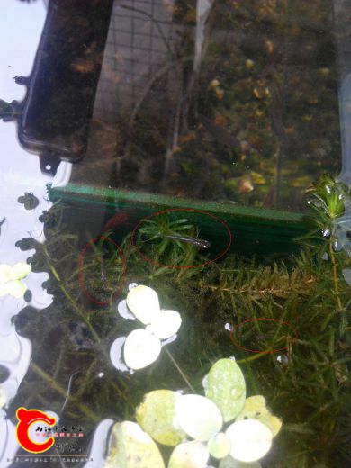 之前的三条小鱼