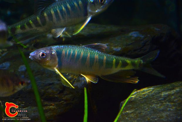 DSC_2386.JPG
