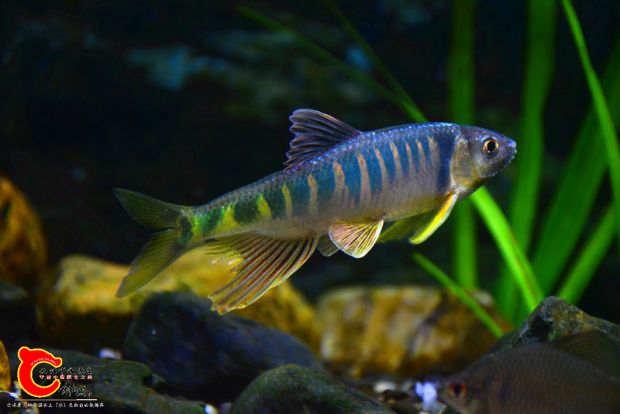 DSC_2436.JPG