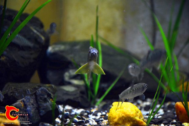DSC_2439.JPG