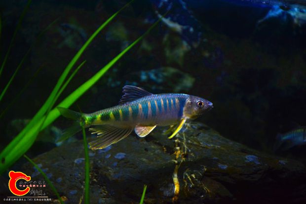 DSC_2443.JPG
