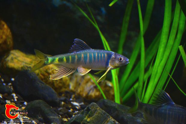 DSC_2447.JPG