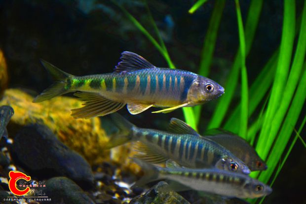 DSC_2448.JPG