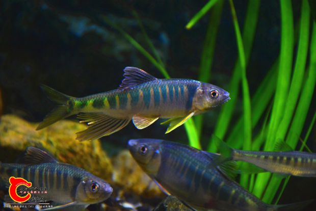 DSC_2449.JPG