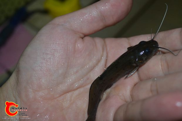 DSC_1256.JPG