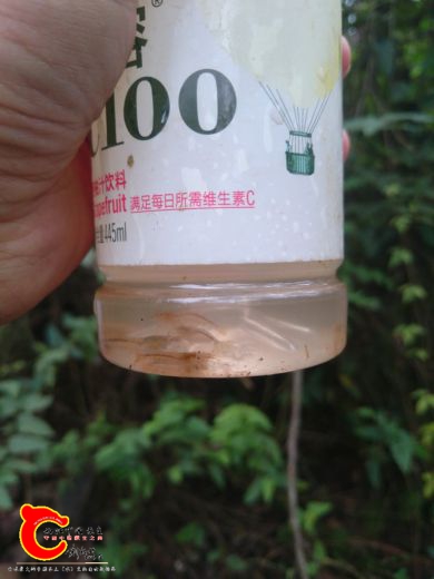 透明偏红的小虾