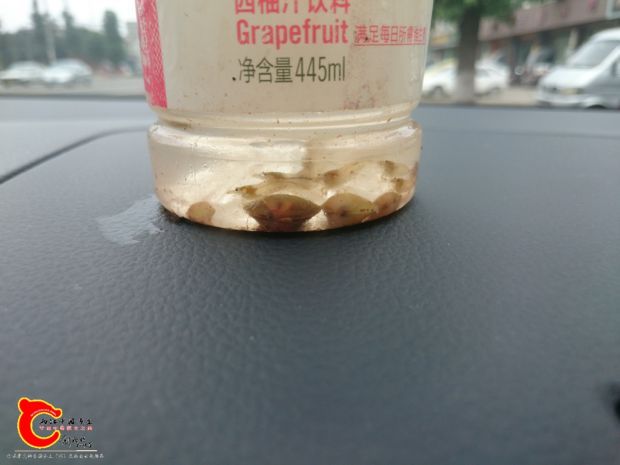 河砚是今天收获之一，刚好用来净化水
