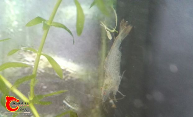 请大家看看这是什么品种的虾，不像普通大眼贼啊