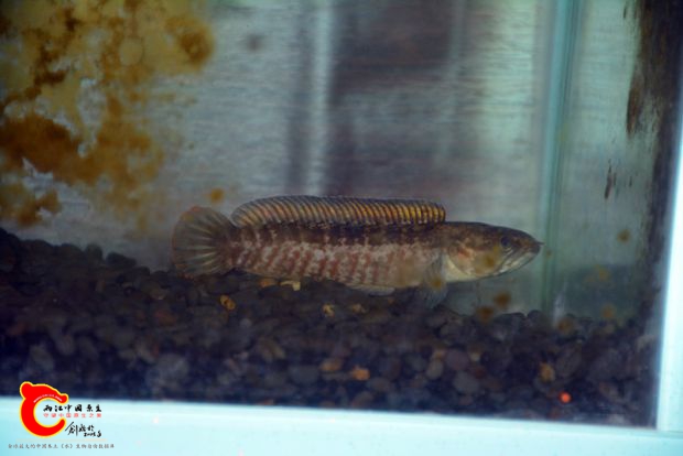DSC_2561.JPG