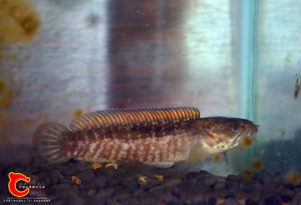 DSC_2562.JPG