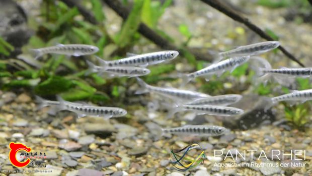 Biotop Indien[00_00_32][20161102-214830-4].JPG