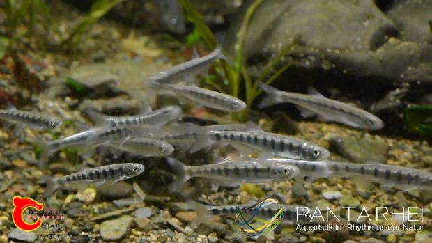 Biotop Indien[00_01_04][20161102-214855-5].JPG