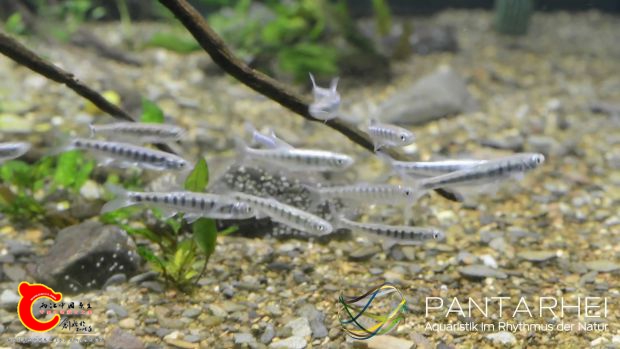 Biotop Indien[00_00_16][20161102-214742-0].JPG