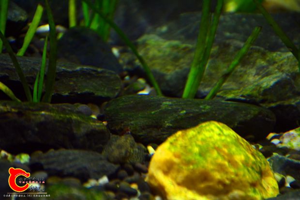 DSC_2590.JPG