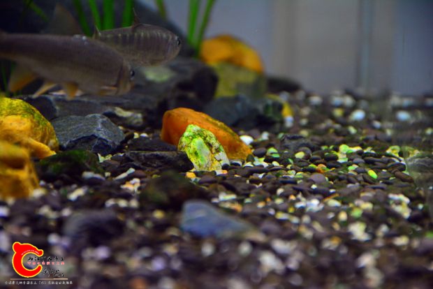 DSC_2592.JPG
