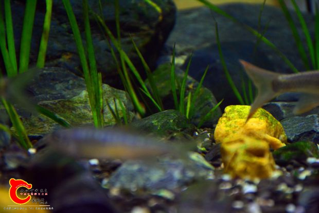 DSC_2594.JPG