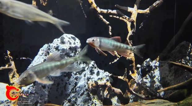 长鳍鱲