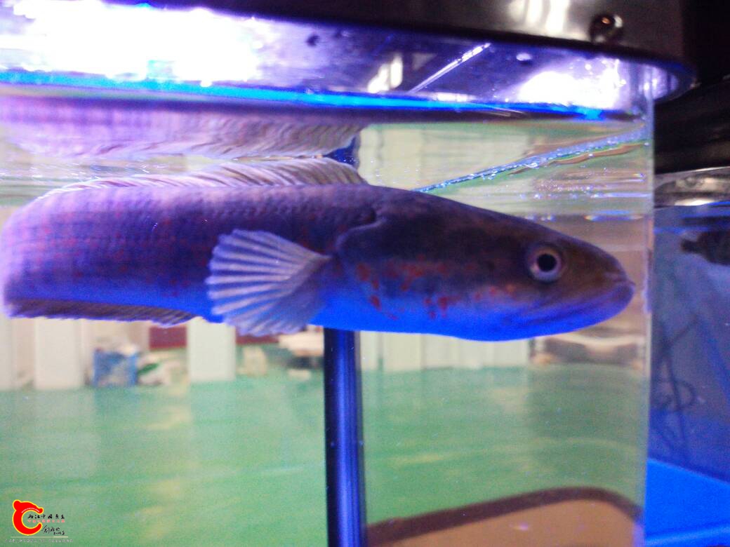 140720ajsjtrktszchpcyt.jpg
