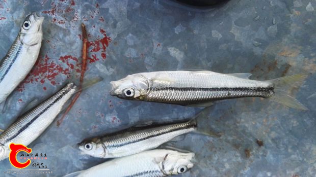 什么鱼，最大2斤多