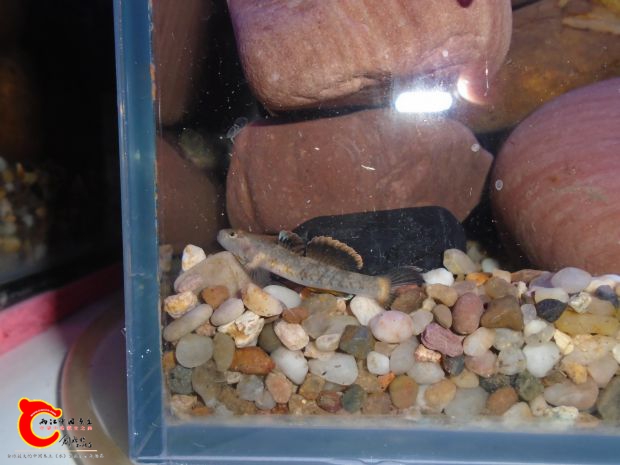 溪吻sp（面包吻）虾虎