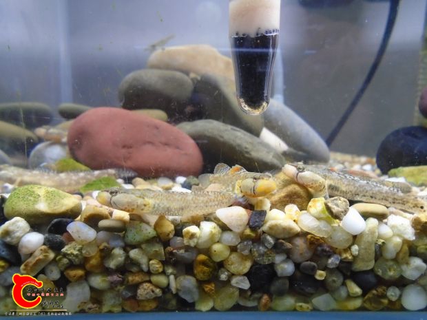 点纹黄唇溪吻sp虾虎