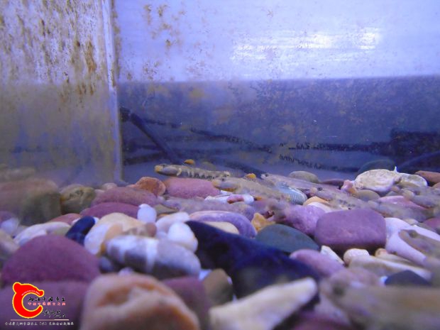 条纹黄唇溪吻sp虾虎