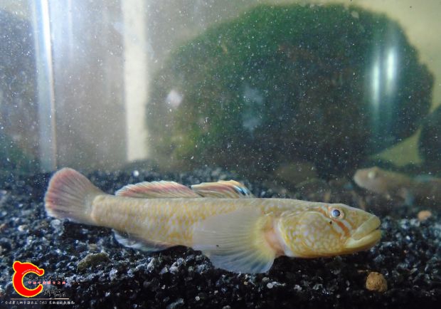 张家界sp吻虾虎