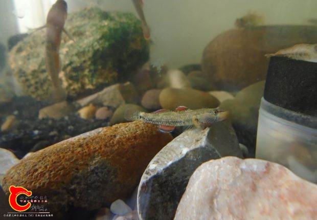 小型黄唇溪吻sp虾虎