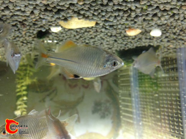 就是这家伙，为什么上传的图片倒过来了呢？