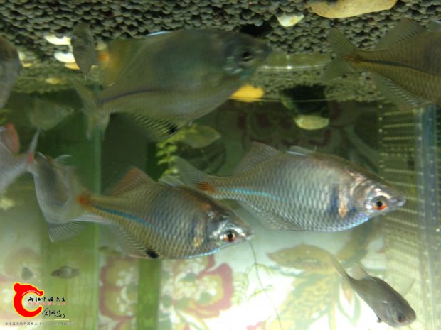 另外一些缸里的图片