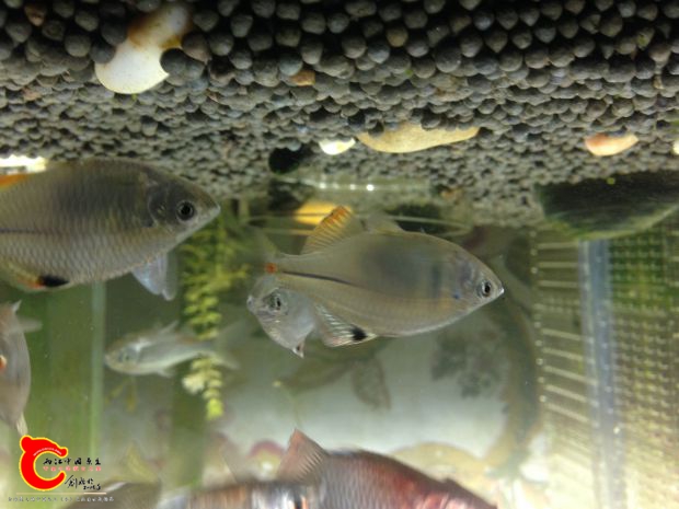 能看到鱼腹部的鳍有发黑边的现象