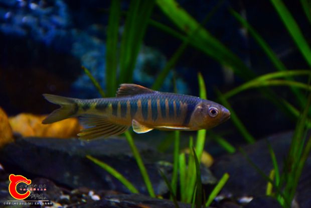 DSC_2597.JPG