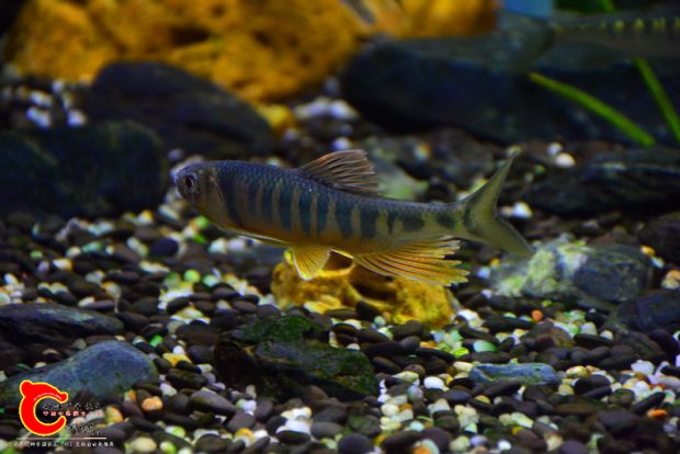 DSC_2604.JPG