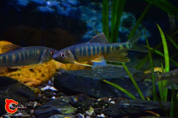 DSC_2605.JPG