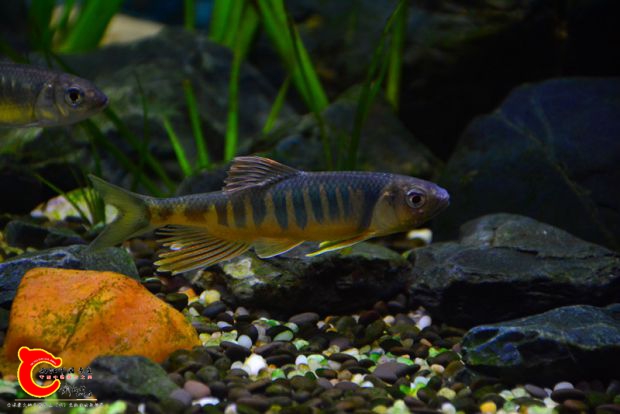 DSC_2607.JPG